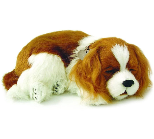 Jucării pentru Copii - Magazin Online de Jucării ieftine in Chisinau Baby-Boom in Moldova perfect petzzz 91-20 cățeluș "cavalier king charles" cu imitație de respirație