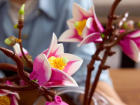 lego botanicals 11510 constructor "crenguțe de magnolie" (435 el.)