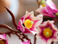 lego botanicals 11510 constructor "crenguțe de magnolie" (435 el.)