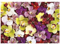 educa 19558 puzzle "orchid collage" (1000el)