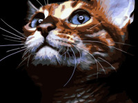 strateg leo va-3624 Картина по номерам "Рыжий кот" (40x50 см.)