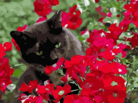 strateg leo va-3593 Картина по номерам "Котик в красных цветах" (40x50 см.)