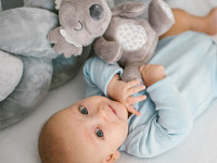 babyono-85 Мягкая игрушка "Коала Коко" 1631