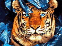 strateg leo va-1943 Картина по номерам "Глаза тигра" (40x50 см.)